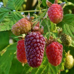 Berry, Tayberry Hybrid